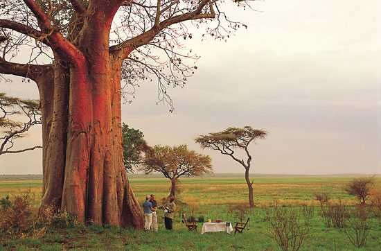 Beneath the Baobab | Tarangire National Park