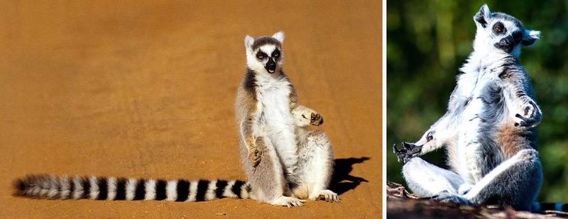 Lemurs Sunbathing