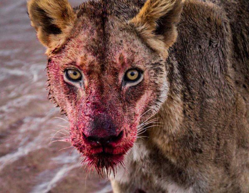 Blood-Lion