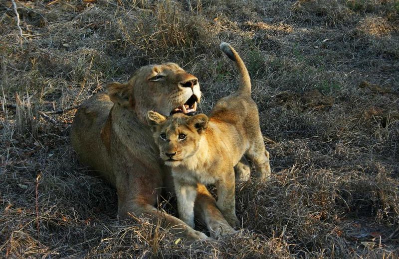 Mama Lion and cub at Londolozi Private Game Reserve