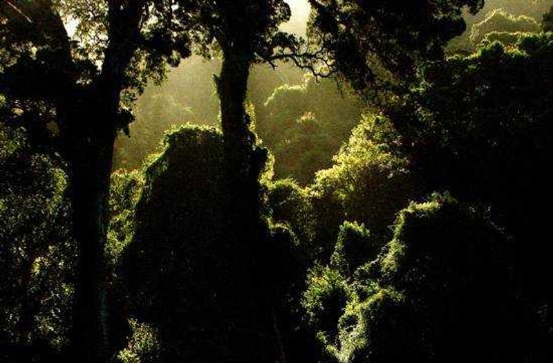 The forest is beautiful and indigenous to the Garden Route