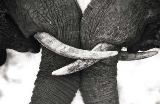 Elephants with tusks gripped