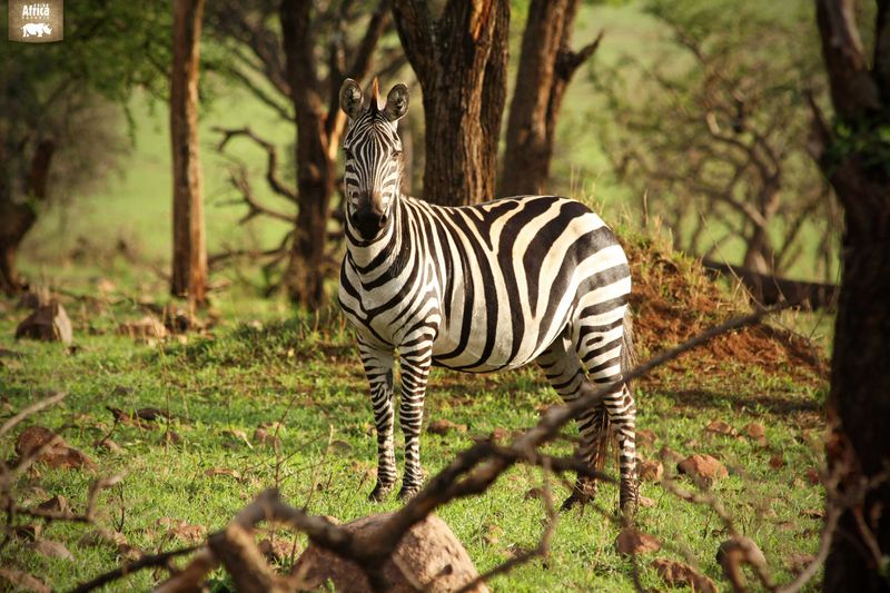 Zebra in Singita