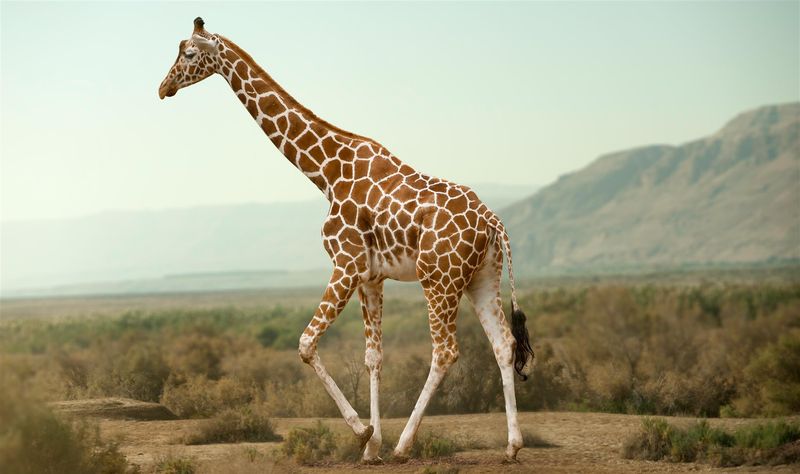 Beautiful giraffe with distinct markings walking