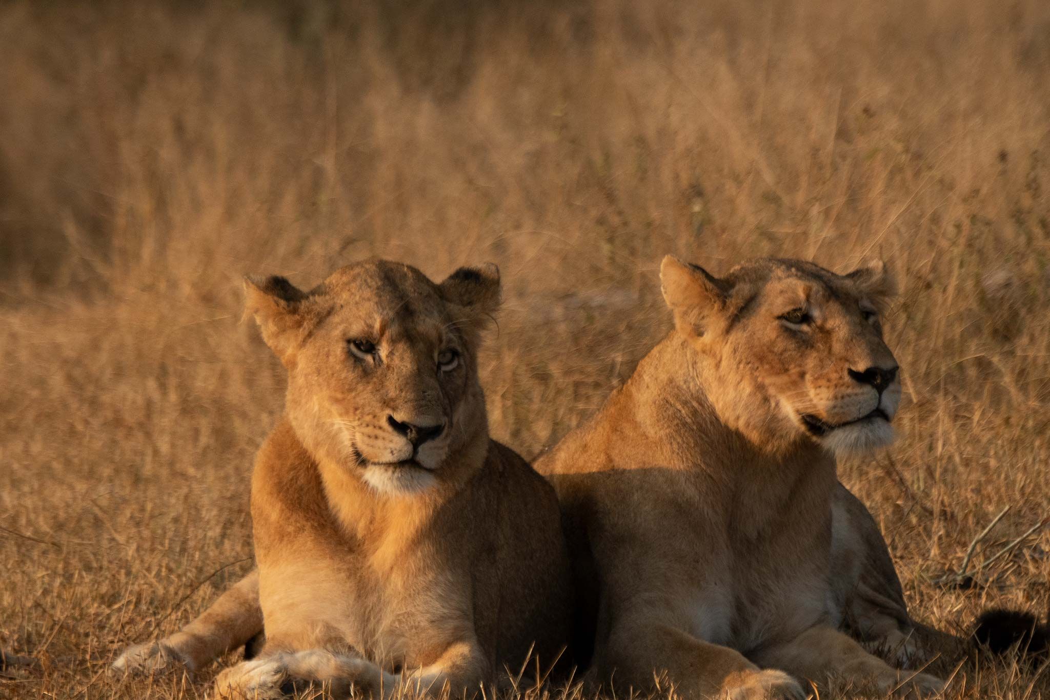 Silvan’s January Wildlife Sightings: Silvan Safari Blog