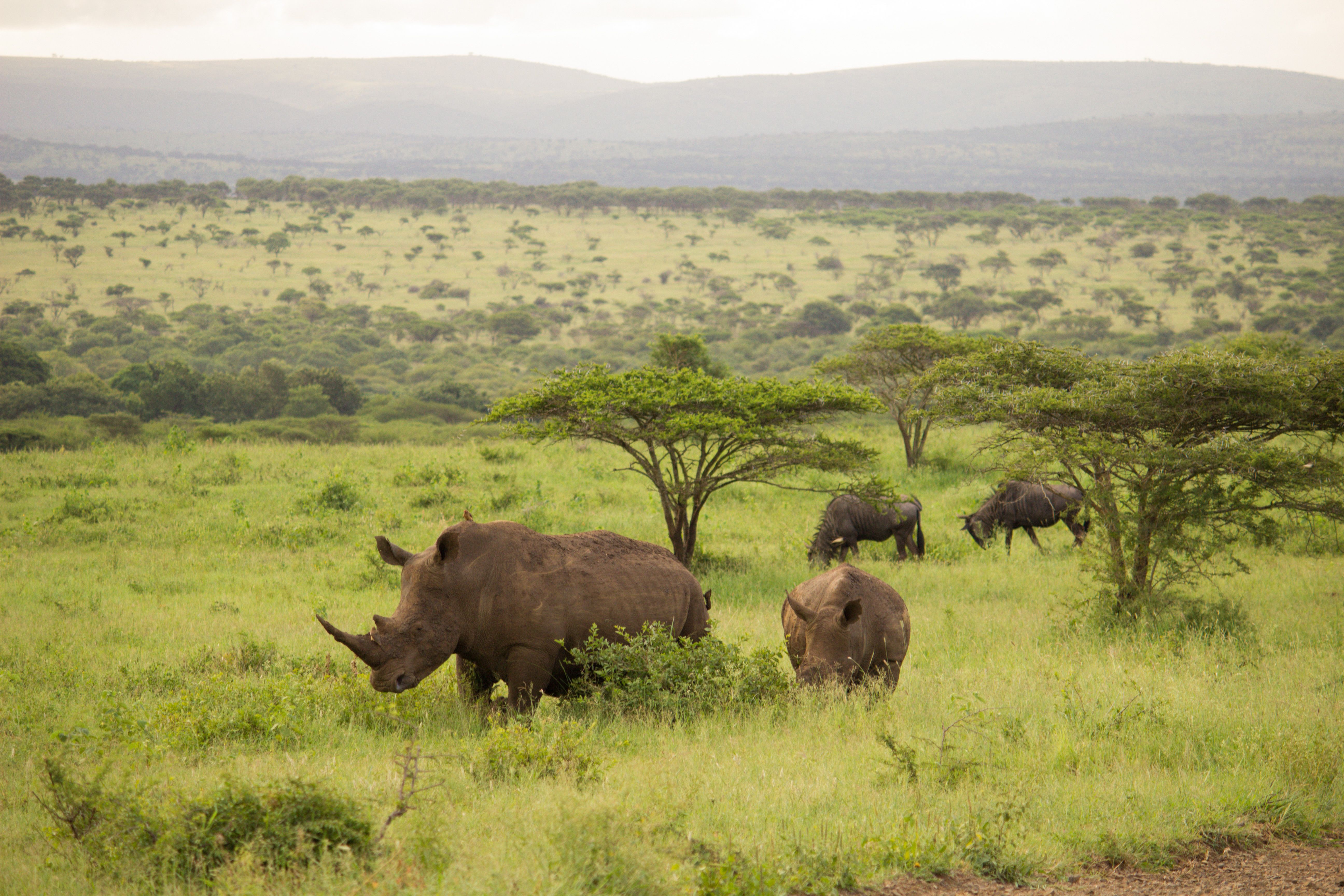 Thanda Safari Lodge: Arrive as Guest, Leave as Friend