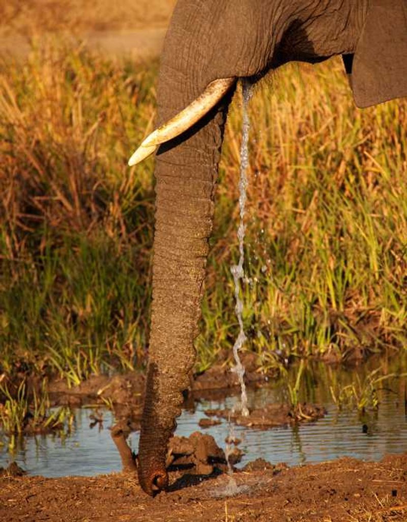 Elephant Drinking