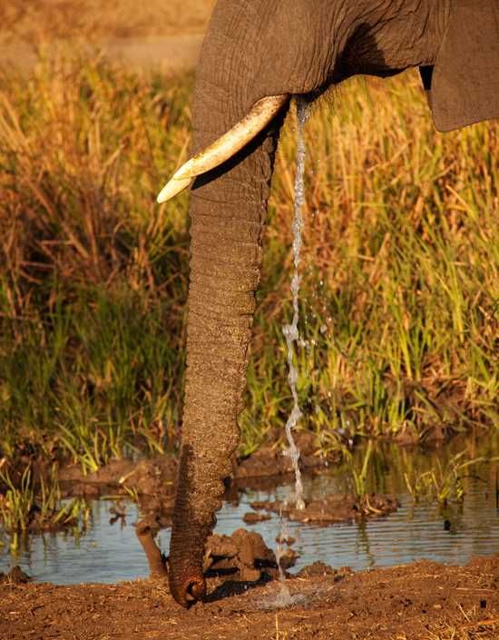 Elephant Drinking
