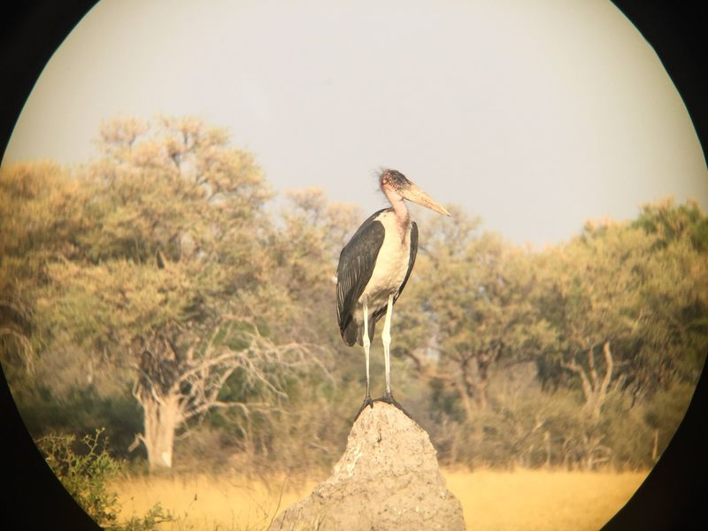 iPhone photography of a stork using burst mode and binoculars