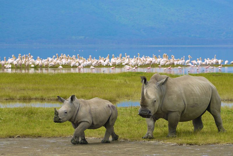 Rhino mother with her baby