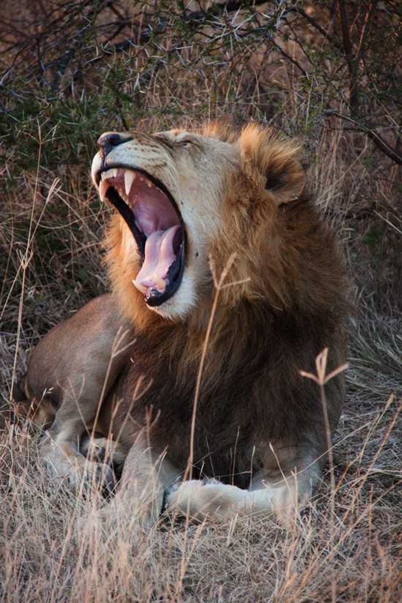 Lion yawning
