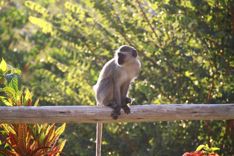 Spotted at Ilala Lodge
