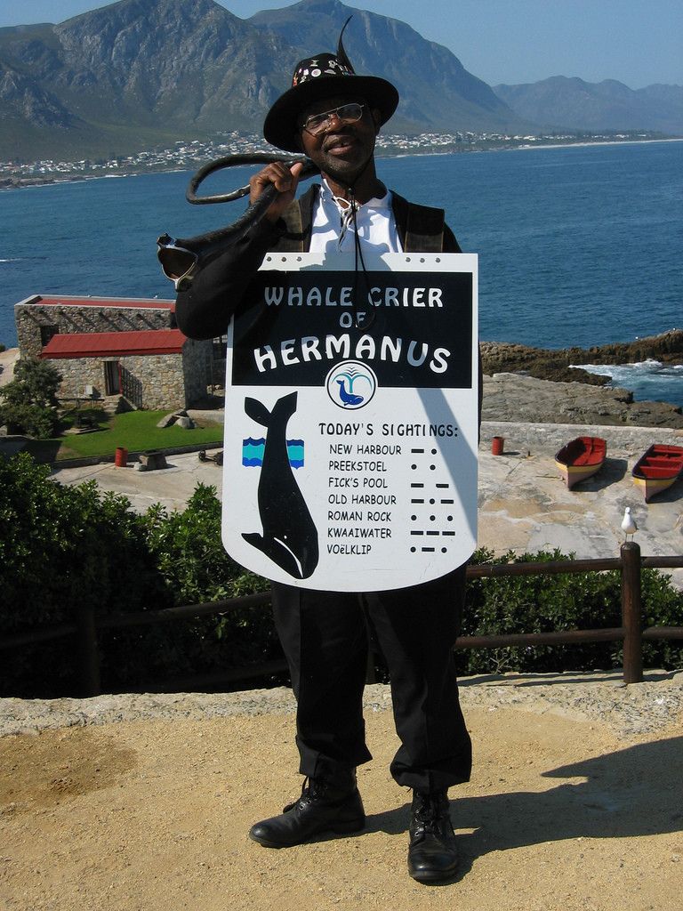 The Hermanus Whale Crier is an important guide on the Whale Route