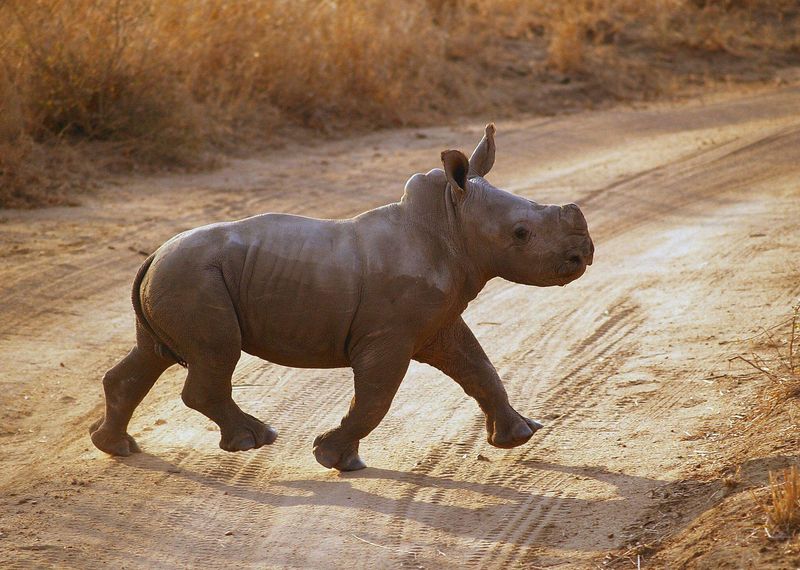 Petit rhinocéros faisant partie des plus mignons bébés animaux.