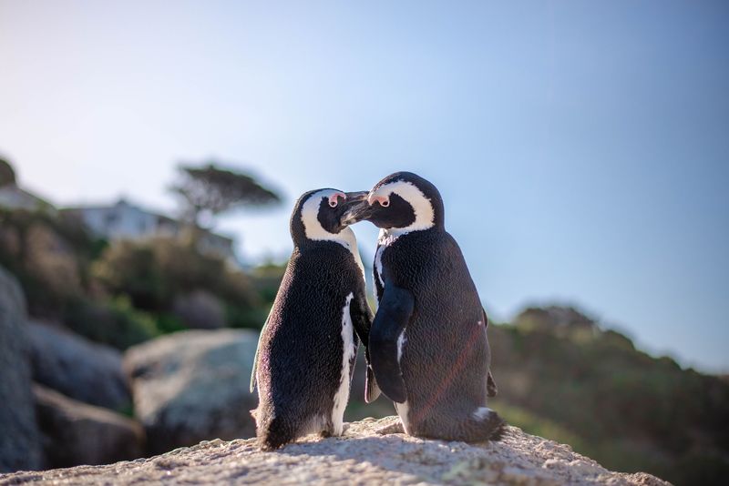 Zwei Pinguine am Boulders Beach bei Kapstadt