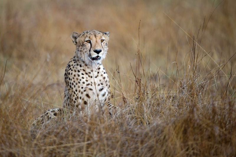 Guepardo na savana