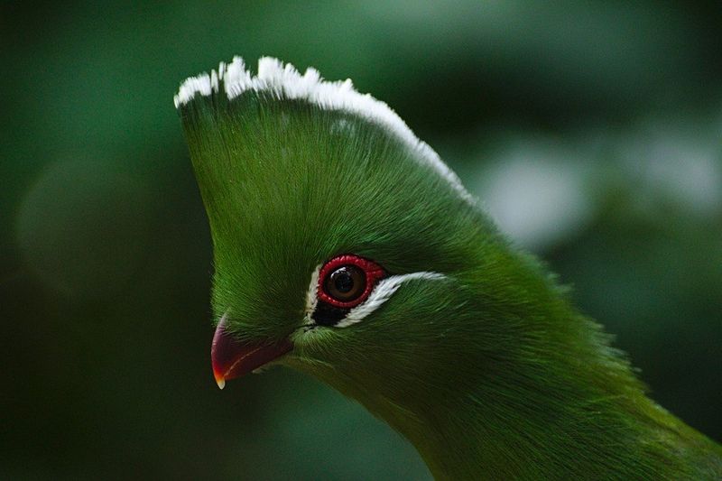Tauraco persa em Birds of Eden, Plettenberg Bay