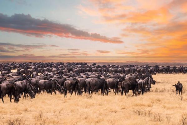 ¿Qué animales pueden verse durante la Gran Migración?