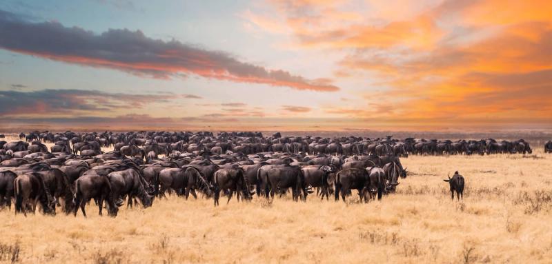 Testemunhe a Grande Migração no Serengeti