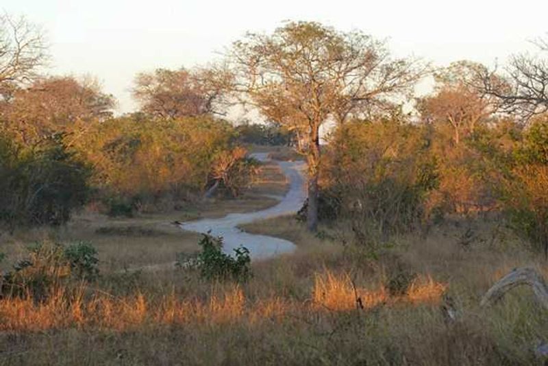 "On our way, following the lion tracks in the early morning."