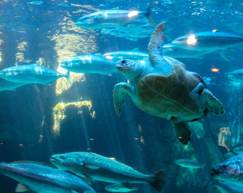 Turtle swimming in Two Oceans Aquarium in Cape Town