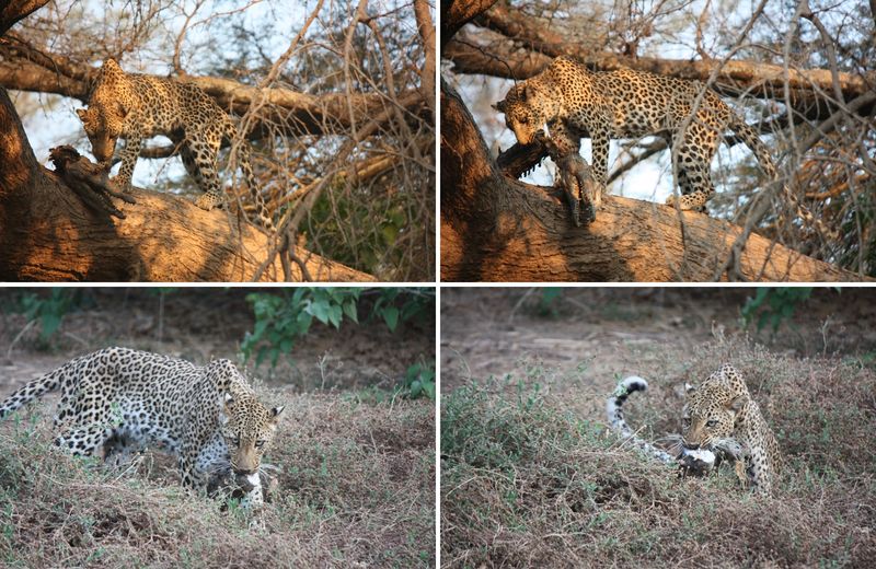Two leopards feeding on a crocodile in a tree during a Zambia safari