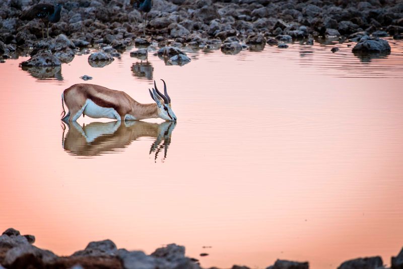 A simetria como no reflexo deste Springbok cria imagens convincentes.