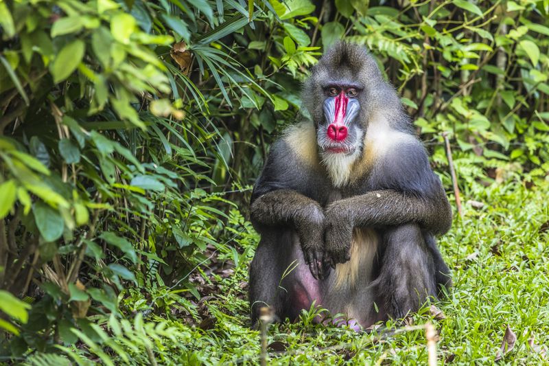 Rafiki – ein Mandrill wie aus „Der König der Löwen”