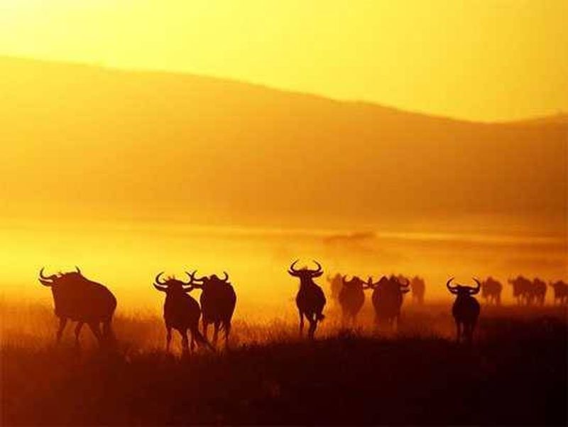 Wildebeest at sunrise | Photograph by Jonathan Gale