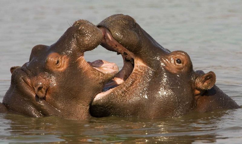 Watch the hippos playing in the River