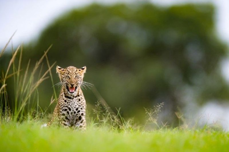 Kleines Leopardenjunges sitzt im grünen Gras und faucht