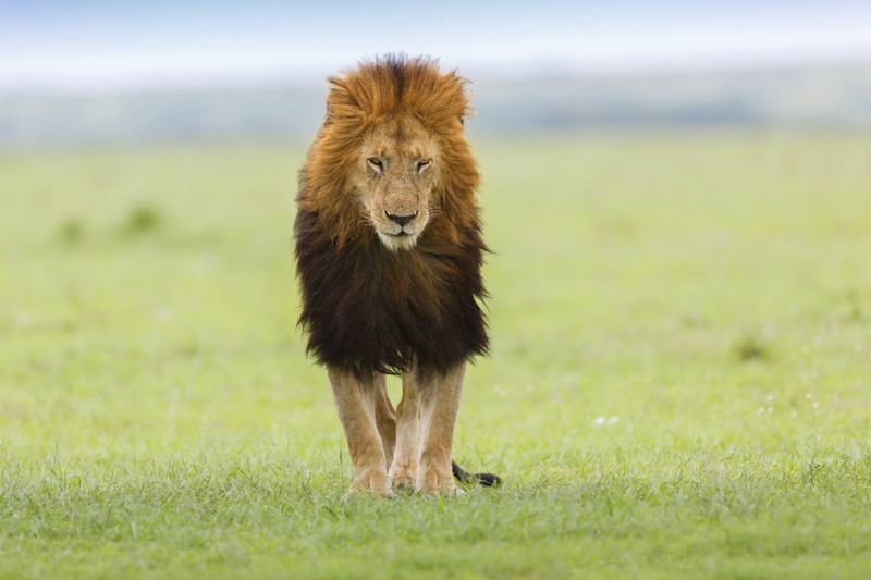 Black maned lion