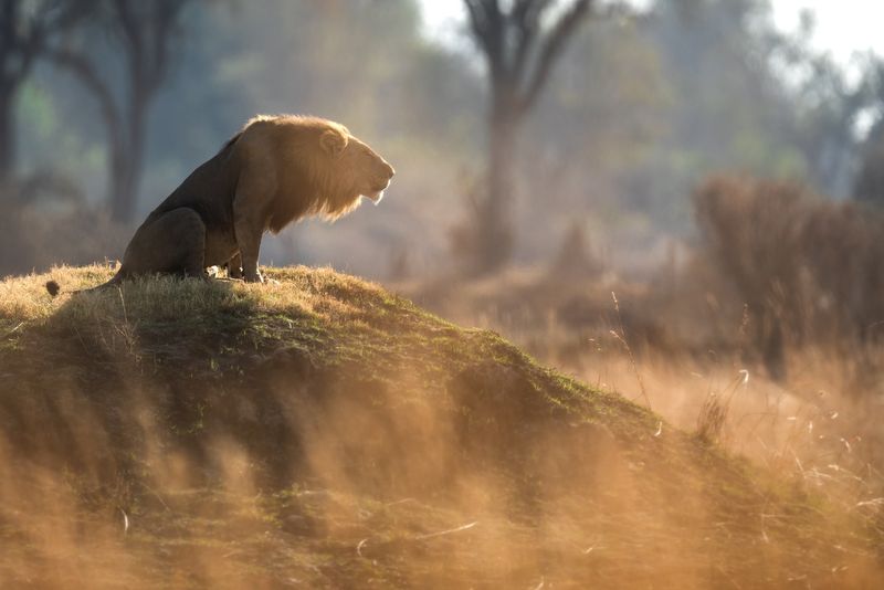 A male lion roars to his pride after a morning patrol in open savannah in Kanana, Okavango Delta, Botswana