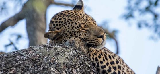 Safari à Sabi Sand - Épisode 1 : Mes 15 plus beaux portraits d'animaux