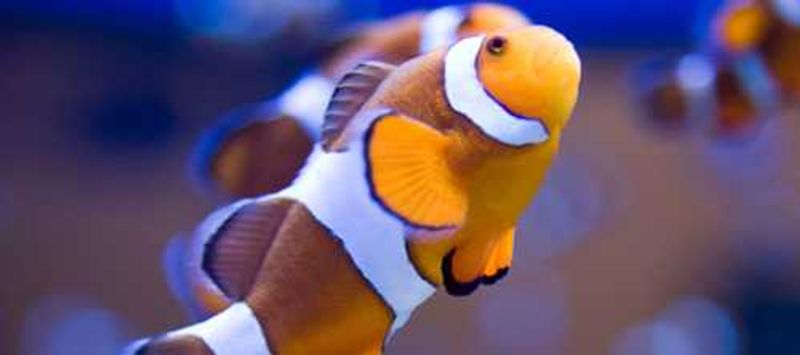 2Oceans Aquarium
