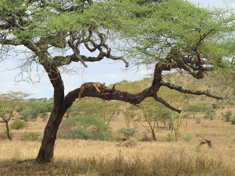 Famed for its tree climbing lions | Serengeti National Park