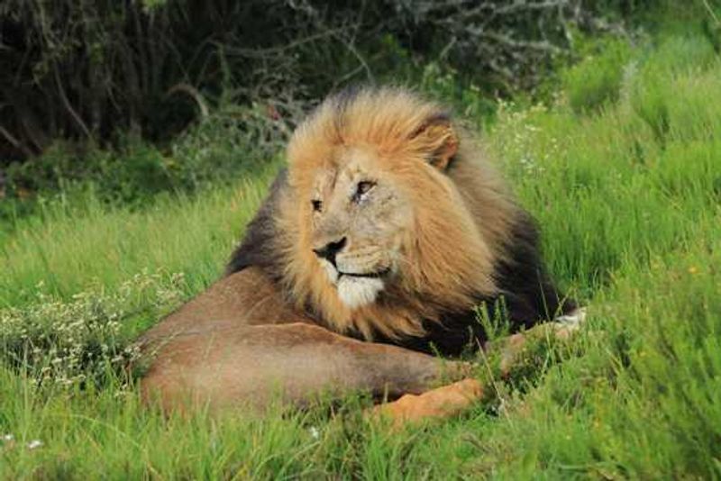 A male lion lies in the bush