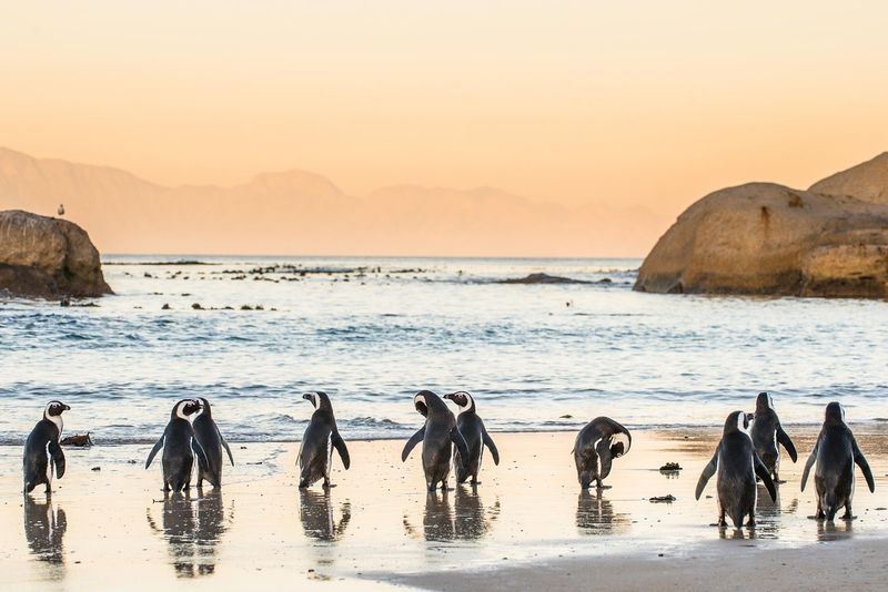African penguins on the sandy coast in sunset