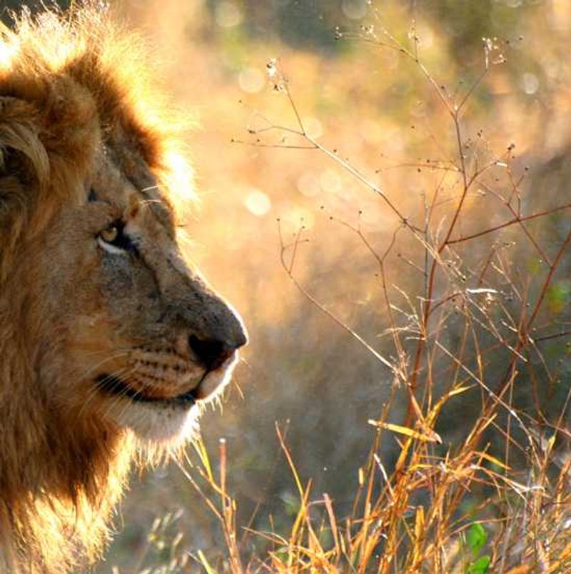 Africa's Big Cats - The African Lion