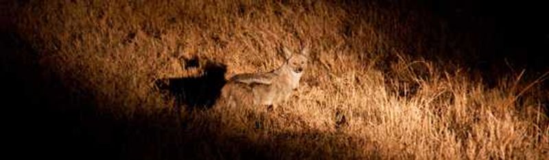 Side striped jackal
