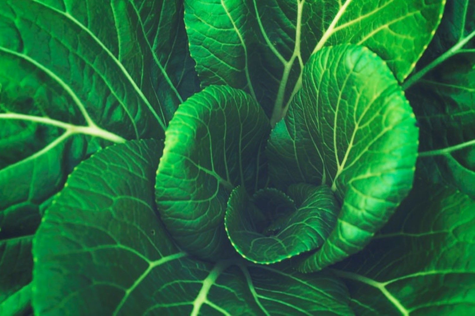 Vegan und vegetarisch in Kapstadt