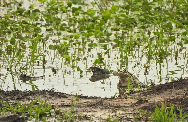 Three frogs resting in a shallow wetland in the Okavango Delta.