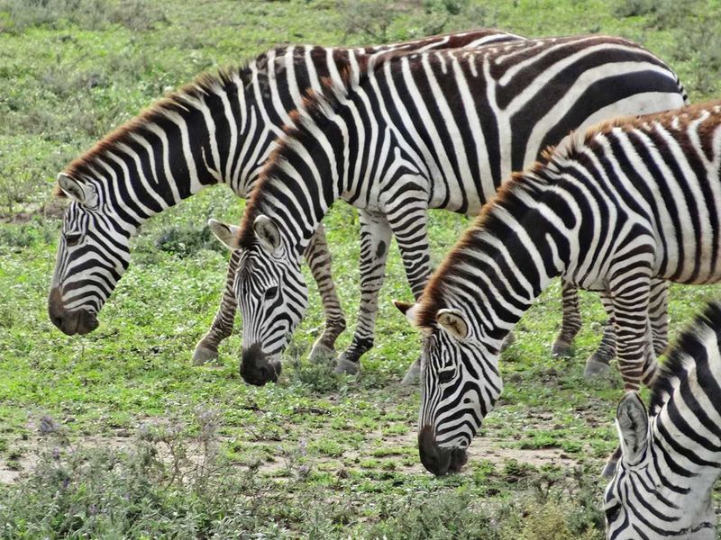 Serengeti