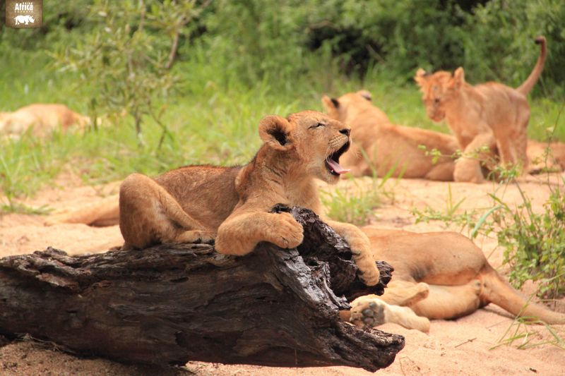 Yawning Lion Cub at Londolozi Private Game Reserve
