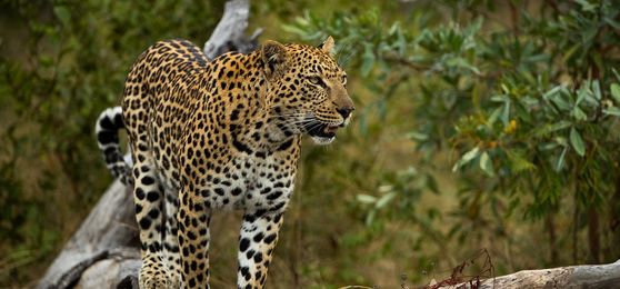 The Perfect Southern Africa Tour for Australians