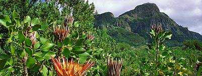 Kirstenbosch Summer Concerts