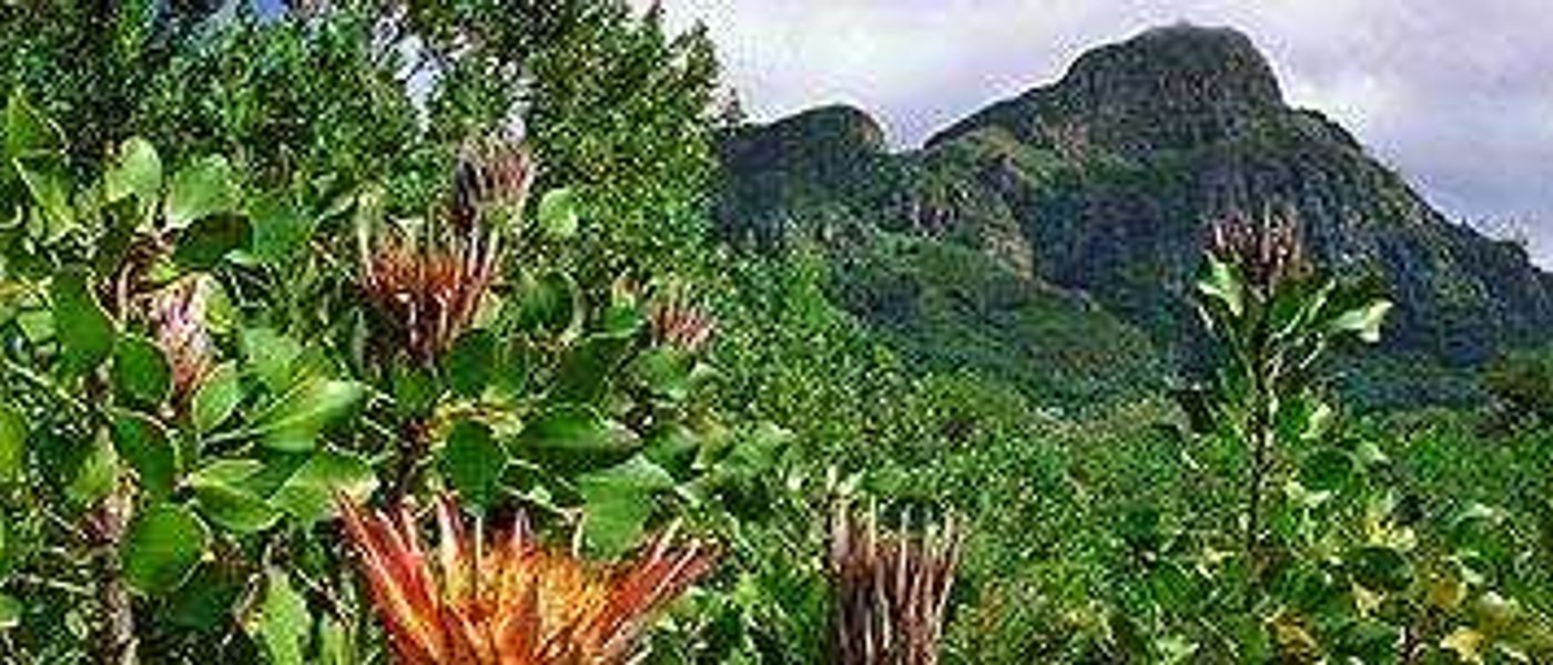 Kirstenbosch Summer Concerts