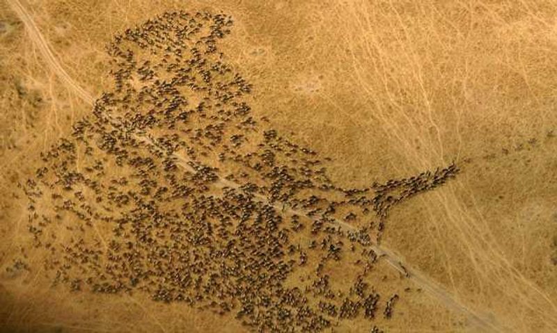 An aerial shot of the Great Migration | National Georgraphic