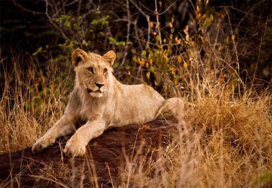 This is Madikwe Game Reserve - Watch the Video!