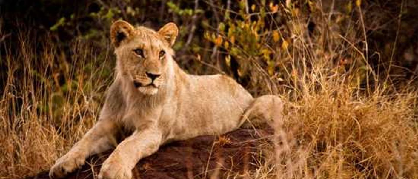 This is Madikwe Game Reserve - Watch the Video!